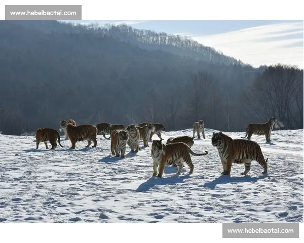 霸王龙与东北虎跨时空巅峰对决谁才是真正王者科学想象震撼解析视频